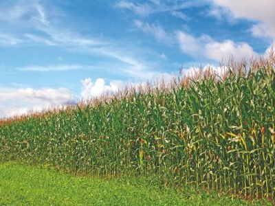 Qual a hora certa de utilizar os Aminoácidos?