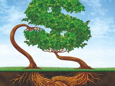 Espécies alternativas para reflorestamentos