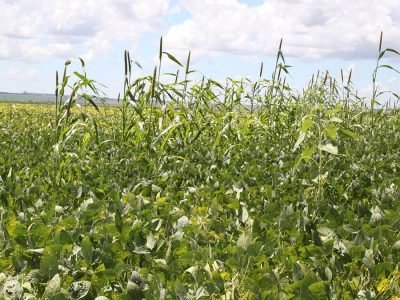 Soja com infestação de milheto - Crédito Luize Hess