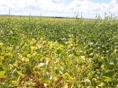Plantas daninhas - Crédito Luize Hess