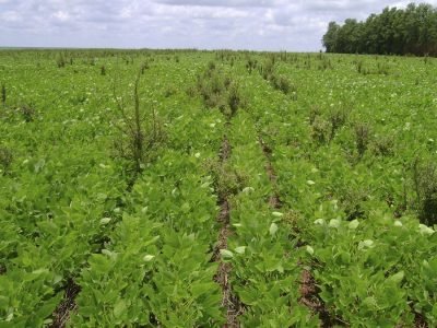 Plantas daninhas - Crédito: Fernando Adegas