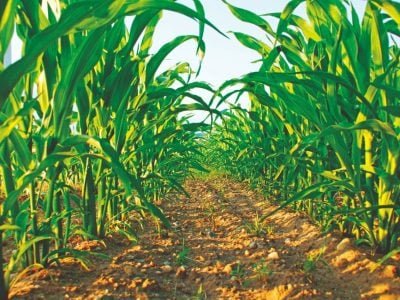 Resistência às pragas em híbridos de milho