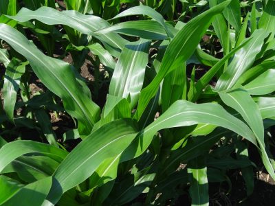 Estresse hídrico do milho prejudica absorção de nutrientes
