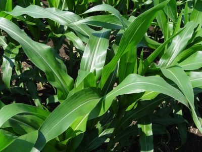 Estresse hídrico do milho prejudica absorção de nutrientes