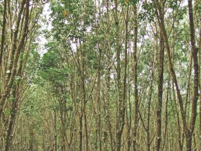Alerta para antracnose em seringueira