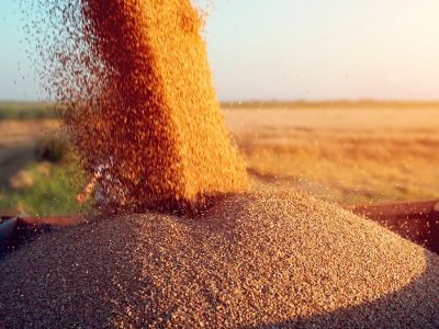 Soja - Créditos: shurtterstock