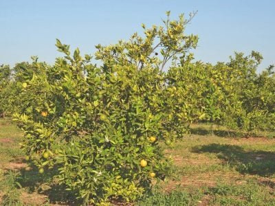 GRANBLACK: A solução no controle do Greening