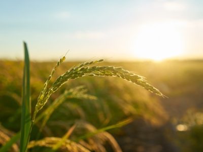 Detail of the rice plant at sunset in Valencia, with the plantation out of focus. Rice grains in plant seed.