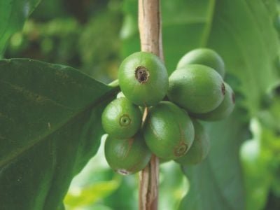 Prevenção e combate à broca-do-café