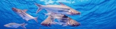 dia-do-engenheiro-de-aquicultura