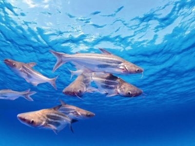 dia-do-engenheiro-de-aquicultura