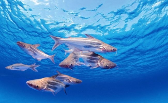 dia-do-engenheiro-de-aquicultura