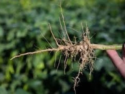 Nematoide - Crédito Internet