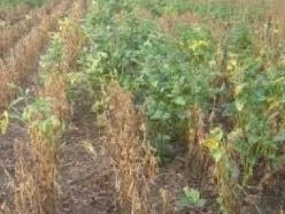 plantação mostra torrãozinho da soja