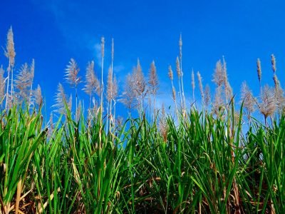 Canavial - Crédito: Pixabay