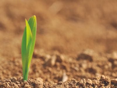 Aminoácidos no tratamento de sementes de milho e soja