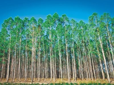 As respostas que você procura sobre o Eucalipto