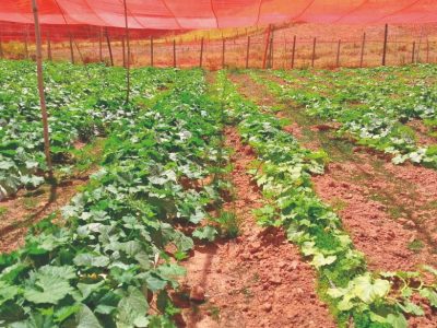 Como realizar o cultivo de abobrinhas sob telado?