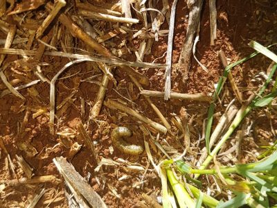 Manejo e monitoramento para controle da lagarta