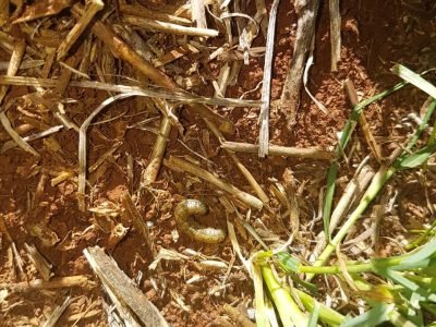 Manejo e monitoramento para controle da lagarta