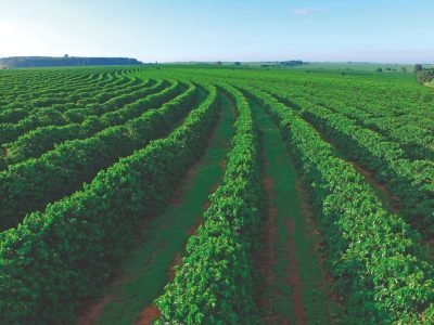 Quais os erros que podem acontecer na adubação do cafeeiro?