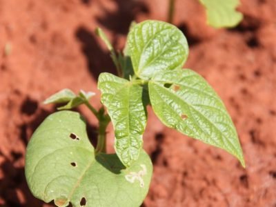 Plano Safra 2019/20 entra em vigor