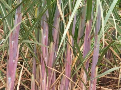 O caminho para ganhos de produtividade em cana