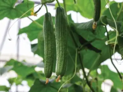The growth and blooming of greenhouse cucumbers. the Bush cucumbers on the trellis. Cucumbers vertical planting. Growing organic food. Cucumbers harvest