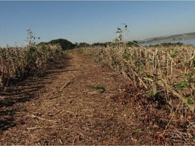 Área onde foi praticado o método alternativo de aproveitamento dos resíduos finos dos cafeeiros - Crédito: Matiello