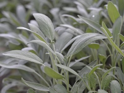 Ervas aromáticas - Crédito: Calusne Farms