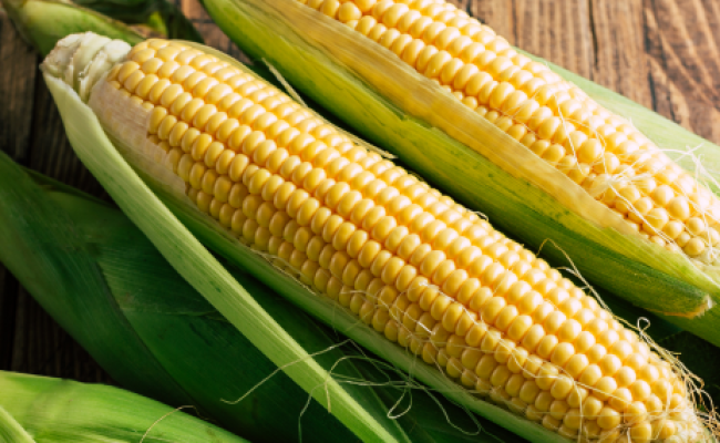 espiga-de-milho-Telefone