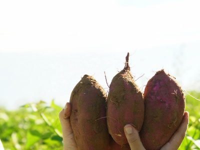 etanol-batata-doce