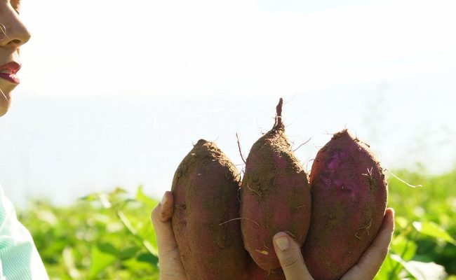 etanol-batata-doce