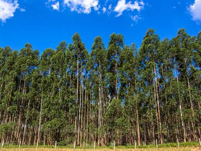 Eucalyptus tree forest in Brasil, plants for steel mill industry Divulgação