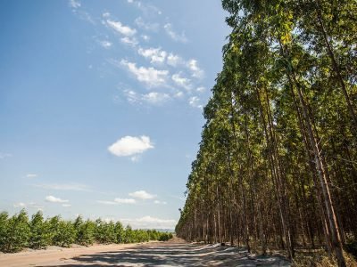 Eucalipto - Crédito Fibria