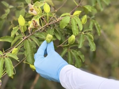 Pesquisadores realizam coleta de amostras na Caatinga para identificar microrganismos com potencial no desenvolvimento de bioinsumos agrícolas resistentes à seca e à baixa fertilidade do solo.