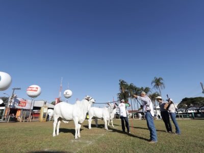 expo-rio-verde-ranking-nacional-nelore