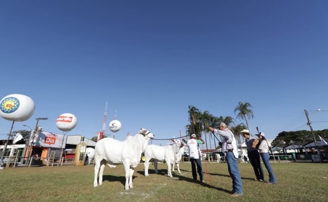 expo-rio-verde-ranking-nacional-nelore