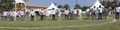 exponel-ouro-vila-velha-2026.jpg