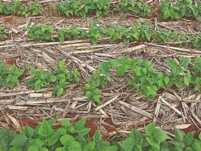 Ovos e ninfas da mosca-branca devem ser eliminados?