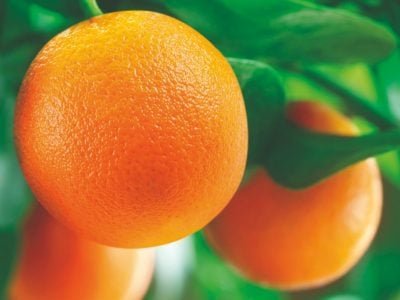 Tecnologia conta laranjas no pomar