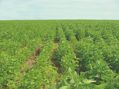 Ocorrência e controle de nematoides