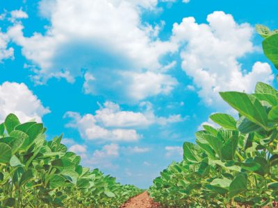 Como evitar o acamamento na soja e feijão?