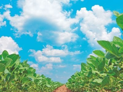 Como evitar o acamamento na soja e feijão?