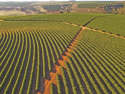 Qual a importância do boro e zinco para o cafeeiro?