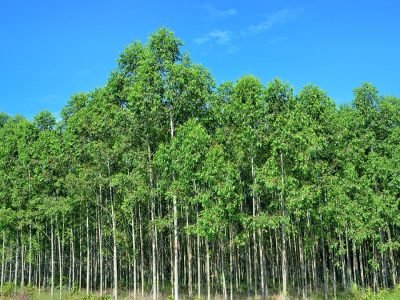 Floresta - Foto: Shutterstock