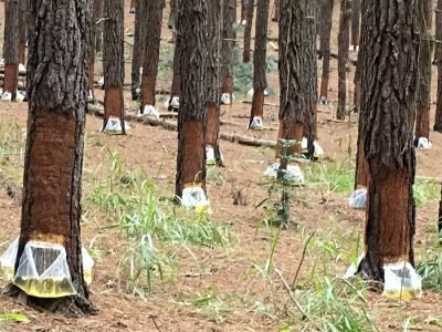 Operação de resinagem em Pinus caribaea var hondurensis - Crédito: Shutterstock