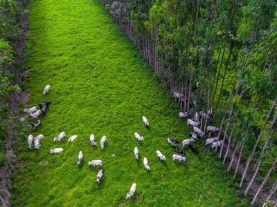 Crédito: Fabiano Bastos - Embrapa: Carbono Neutro