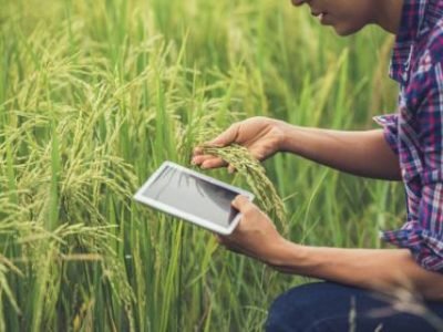 farmer-standing-rice-field-with-tablet_Easy-Resize.com-2-1024x683 (Telefone)