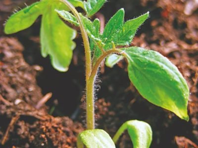 Mudões reduzem o ciclo da lavoura de tomate?